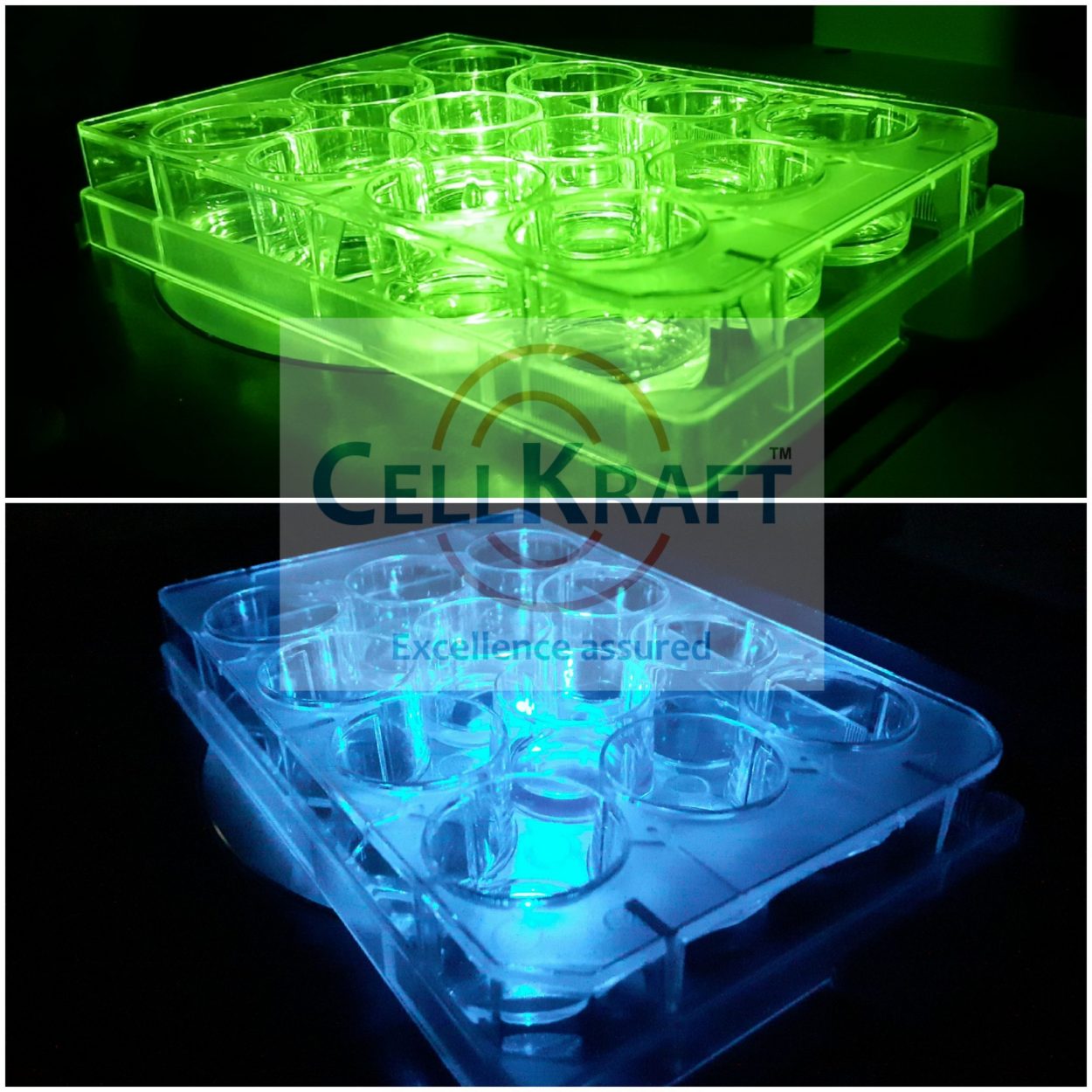 Cellkraft Cell culture blog